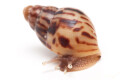 Lissachatina albopicta typ 2b juvenil